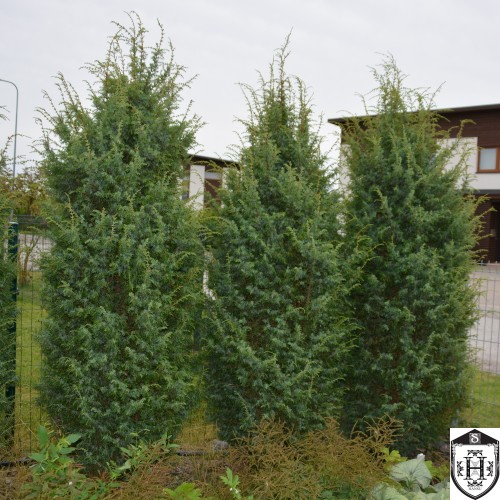 Juniperus communis 'Hibernica' - Harilik kadakas 'Hibernica'